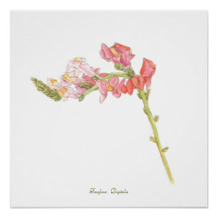 Pôster Foxglove Impressão,