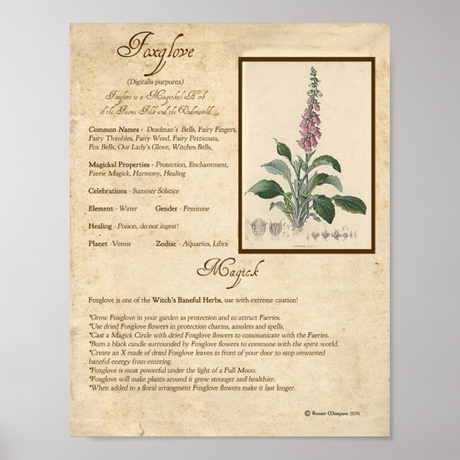 POSTER FOXGLOVE MAGICK HERB (Frente)