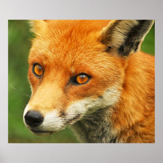 Pôster Foxy Lady (Frente)