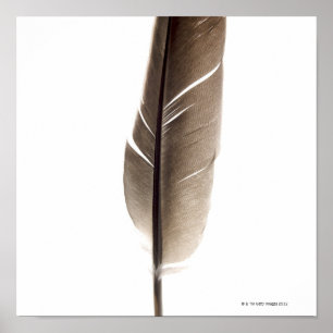 Poster Fragile white feather