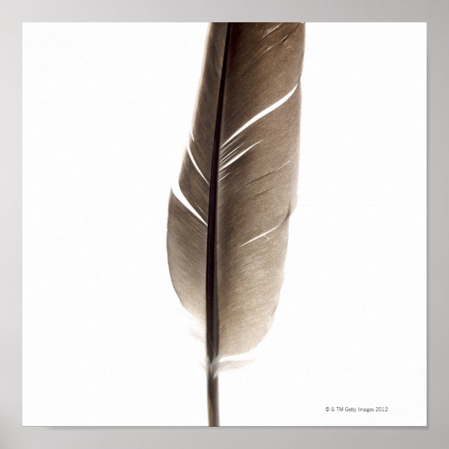 Poster Fragile white feather (Frente)