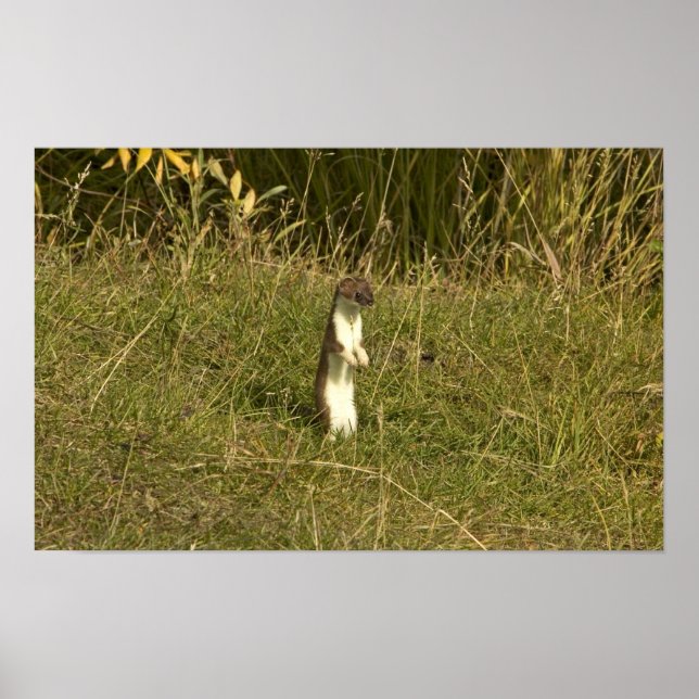 Poster Fragmentação, de cauda curta (Frente)