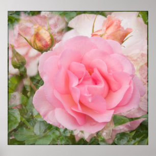 Pôster Fragrant Cloud Rose Print