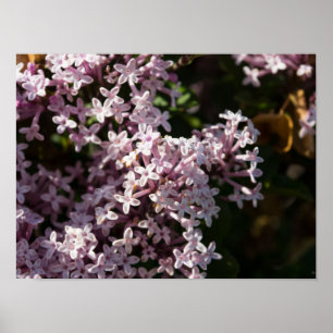 Pôster Fragrante Lilac