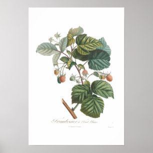Poster Framboesa branca