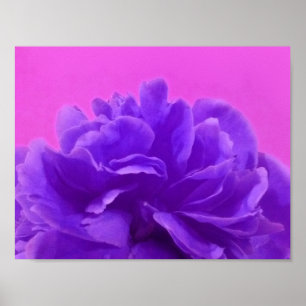 Poster Framboesa roxa bonita floral