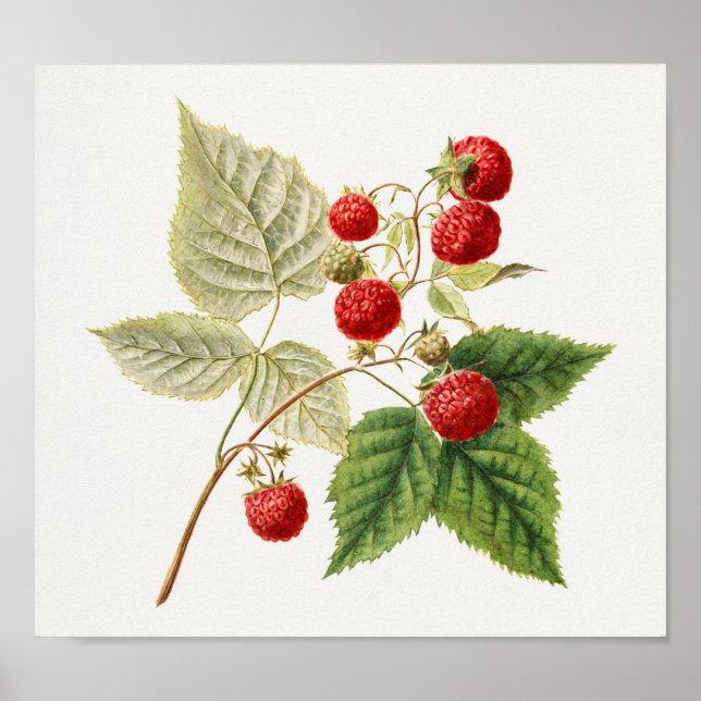 Poster Framboesas Vermelhas (Rubus Xneglectus) - Fruta (Frente)