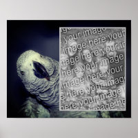 Frame de Papagaio-Cinza Africano Adicione Sua Foto