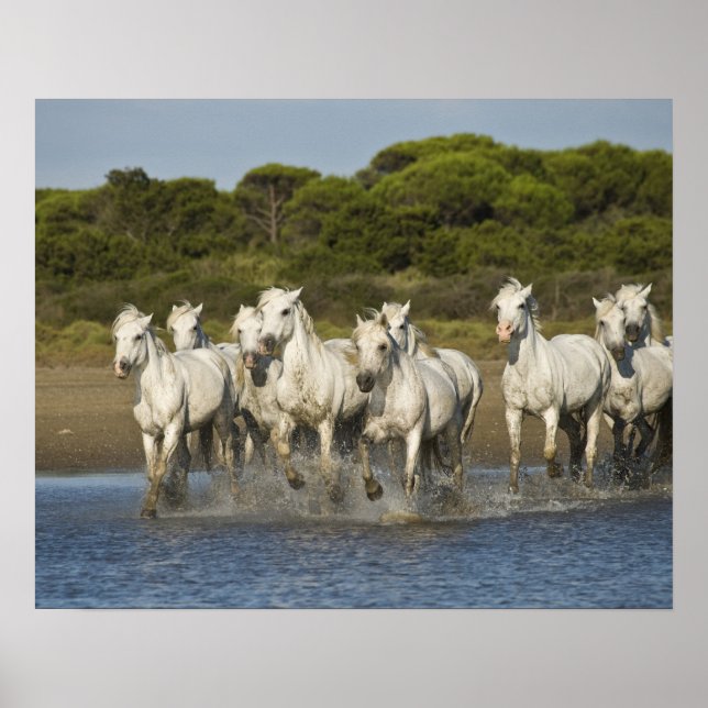Pôster França, Camargue. Cavalos atravessam o estuário 3 (Frente)