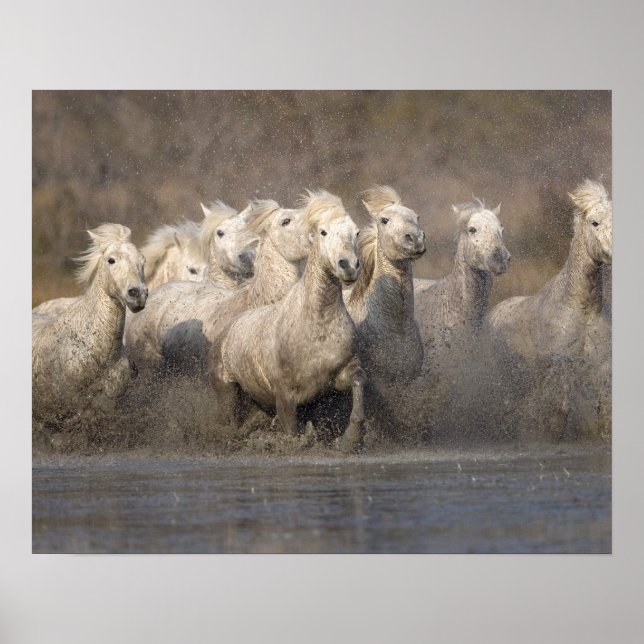 Poster França, Provença. Cavalos brancos Camargue corrend (Frente)