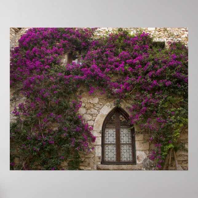 Poster França, Provença, Eze. Rosa brilhante (Frente)