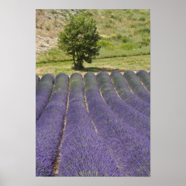 Poster França, Provença. Linhas de lavanda floridas. (Frente)