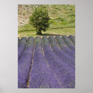 Poster França, Provence. Linhas de lavanda em flor.