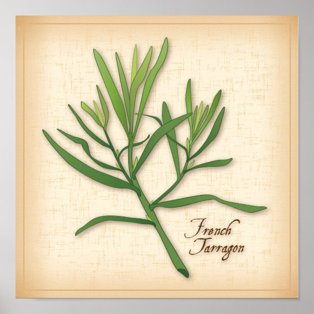 Pôster Francês Tarragon Herb (Frente)