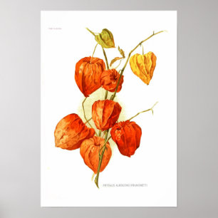 Pôster Franchetti do alkekengi do Physalis