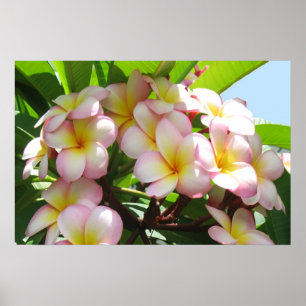 Pôster Frangipani
