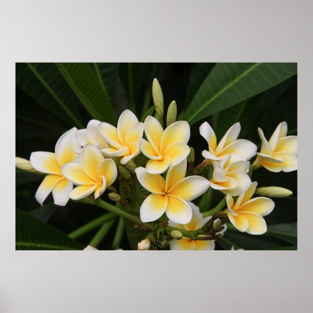 Poster Frangipani (Frente)