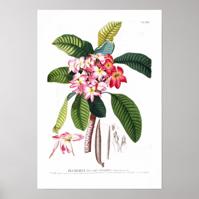 Poster Frangipani (Frente)