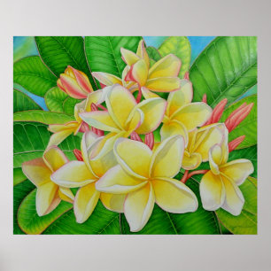 Pôster Frangipani havaiano