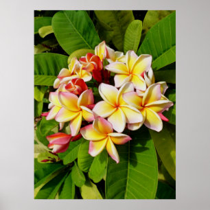 Pôster Frangipani havaiano
