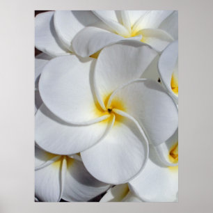 Poster Frangipani havaiano