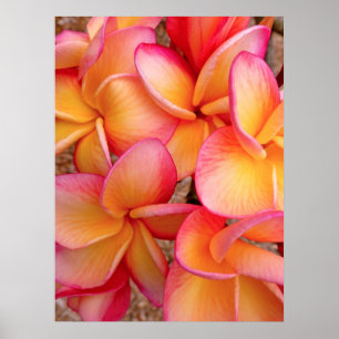 Poster Frangipani havaiano