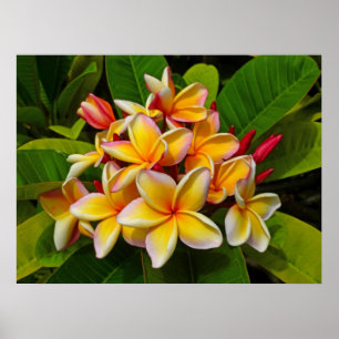 Pôster Frangipani havaiano