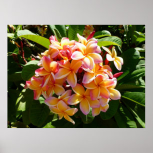 Pôster Frangipani havaiano