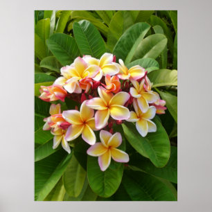 Pôster Frangipani havaiano
