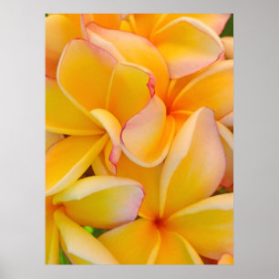 Poster Frangipani havaiano