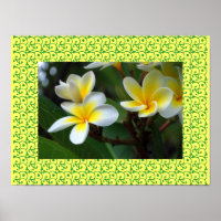Frangipani Havaiano Flores ditosas Plumerias