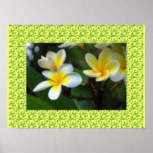 Poster Frangipani Havaiano Flores ditosas Plumerias