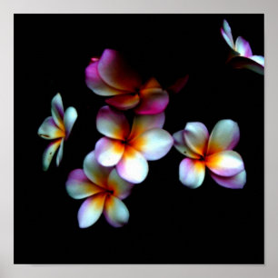 Poster frangipani photo print