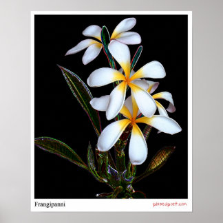 Pôster Frangipanni