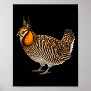 Poster Frango da pradaria de Attwaters vida selvagem natu