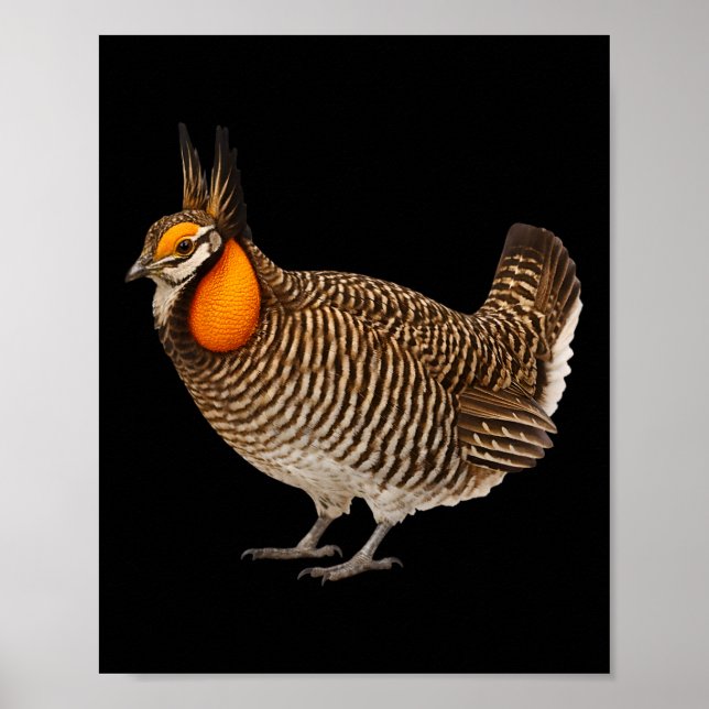 Poster Frango da pradaria de Attwaters vida selvagem natu (Frente)
