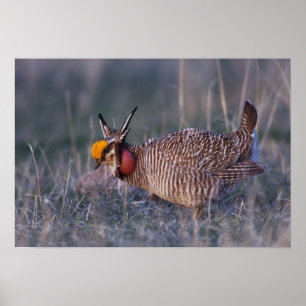 Poster Frango-da-pradaria-pequeno, Tympanuchus
