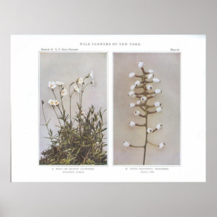 Pôster Frango de campo ou prado-prado - Cerastium arvense