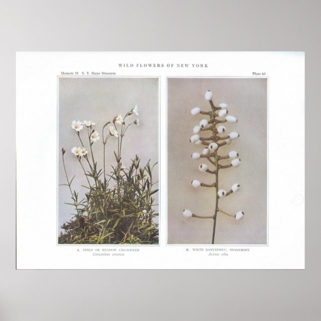 Pôster Frango de campo ou prado-prado - Cerastium arvense (Frente)