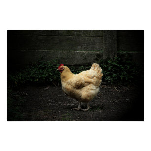 Pôster Frango do País