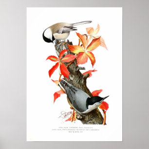 Poster Frango e Nuthatch