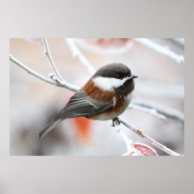 Poster Frango no inverno (Frente)
