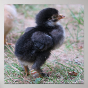 Poster frango, pintinhos, galinhas, pintinhos, animais, a