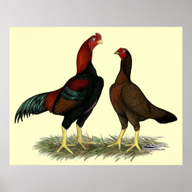 Poster Frangos Vermelhos Pretos Aseel (Frente)