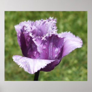 Poster franjado roxo da tulipa