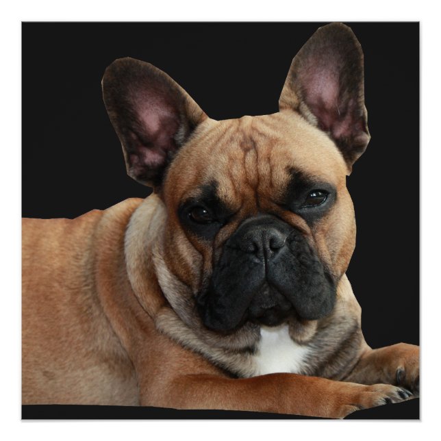 Pôster Französische Bulldogge Poster (Frente)