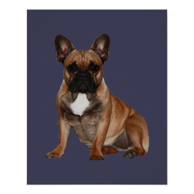 Pôster Französische Bulldoggen Poster (Frente)