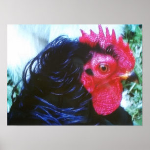 Pôster Frasco Preto (Invisível)