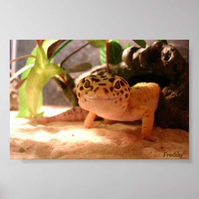 Poster Freddy (Frente)