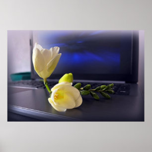 Poster Freesia amarela branca